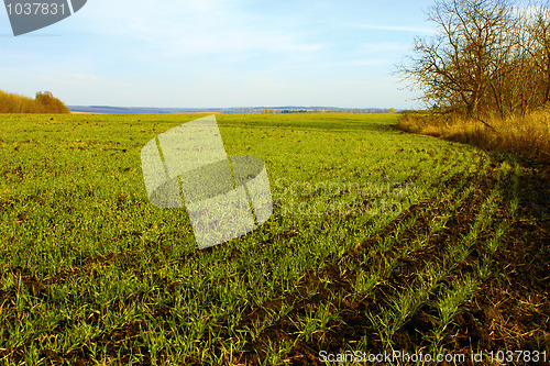 Image of Sown winter wheat field (II)