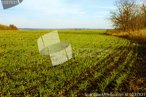 Image of Sown winter wheat field (II)