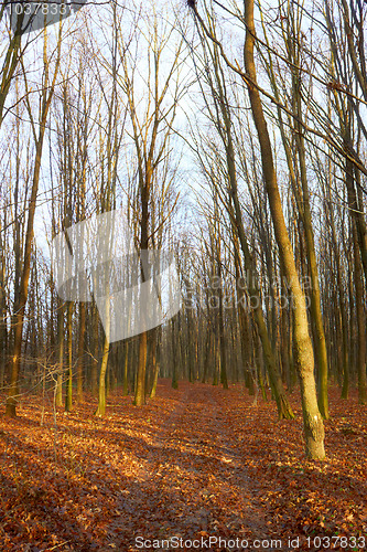 Image of Alley in the fall hornbeam wood