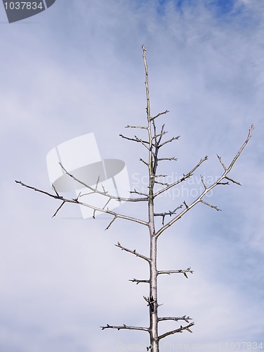 Image of Aphyllous young pear tree