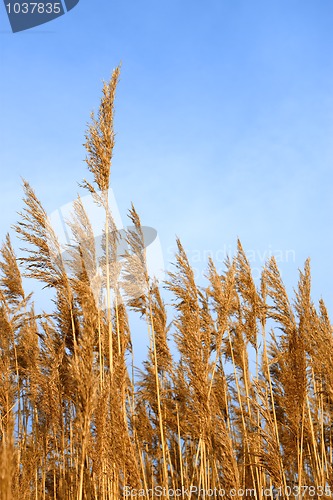 Image of Tops dry plant cane. Vertical