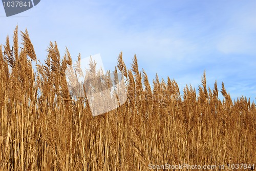 Image of Tops dry plant cane