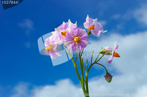 Image of Inflorescence potatoes