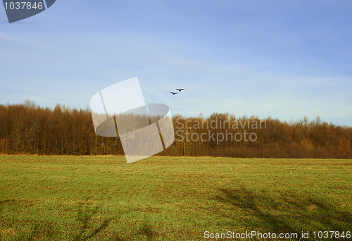 Image of Two crows fly over the forest and field
