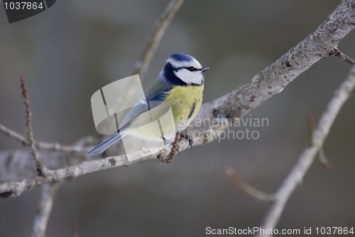 Image of Blue tit