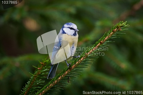 Image of Blue tit