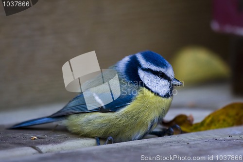 Image of Blue tit