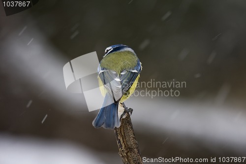 Image of Blue tit in snow