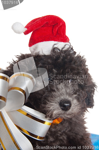 Image of The small puppy of a poodle with New Year's gifts
