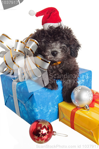 Image of The small puppy of a poodle with New Year's gifts