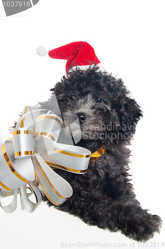 Image of The small puppy of a poodle with New Year's gifts