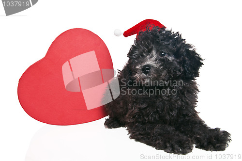 Image of The small puppy of a poodle with New Year's gifts
