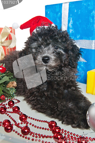 Image of The small puppy of a poodle with New Year's gifts