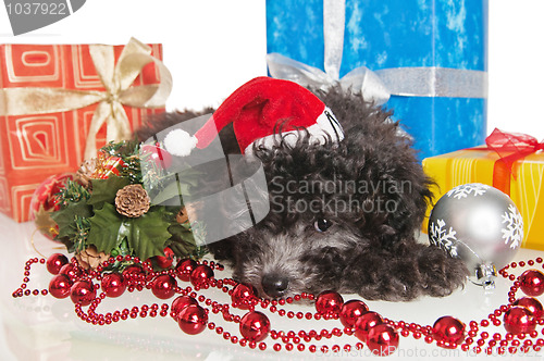 Image of The small puppy of a poodle with New Year's gifts