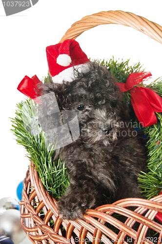 Image of The small puppy of a poodle with New Year's gifts