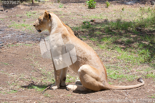 Image of Lion (Panthera leo)