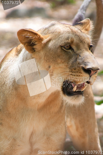Image of Lion (Panthera leo)