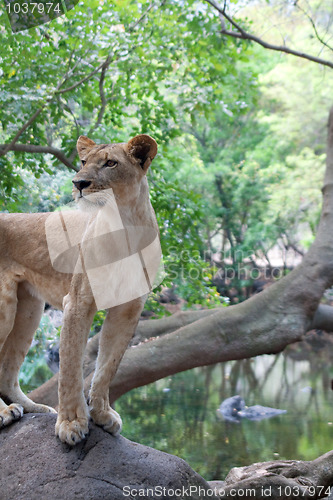 Image of Lion (Panthera leo)