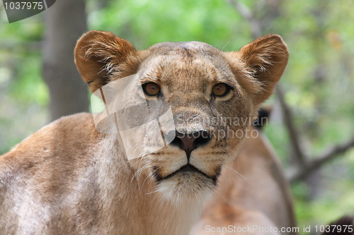 Image of Lion (Panthera leo)