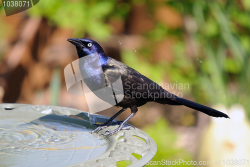 Image of Common Grackle