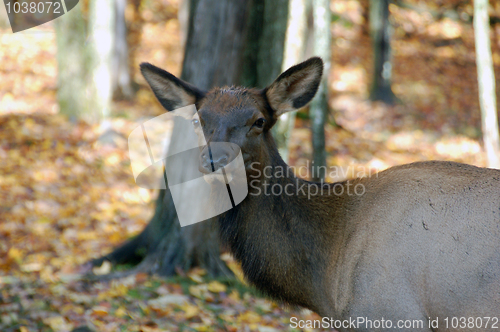 Image of Elk