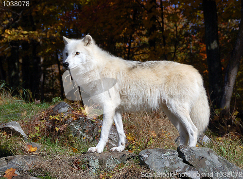 Image of Arctic Wolf