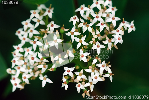 Image of Wild plant