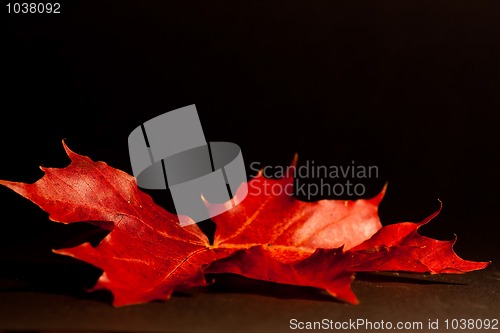 Image of Maple leaf