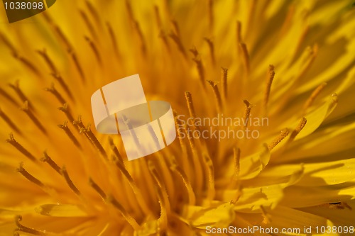 Image of Dandelion