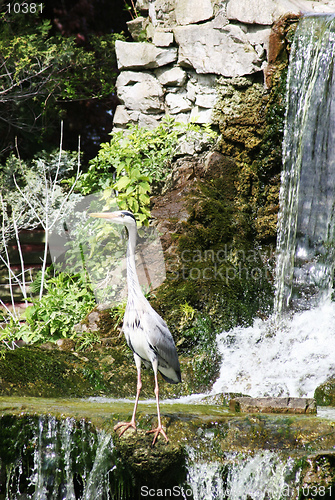 Image of A stately heron fishes by a waterfall