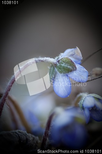 Image of Blue anemones