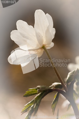 Image of wood anemone