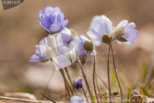 Image of blue anemones