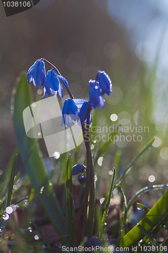 Image of Blue springflower