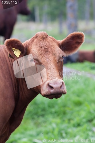 Image of cow