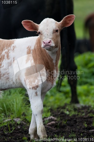 Image of calf