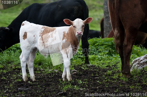 Image of calf