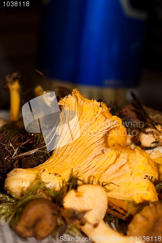 Image of chanterelle