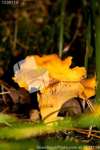 Image of Chanterelle