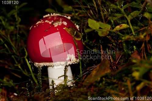 Image of Fly agaric