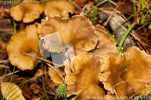 Image of chanterelles