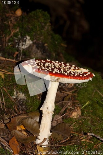 Image of fly agaric