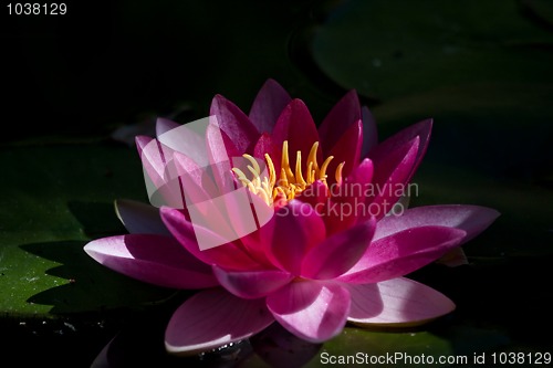 Image of Red waterlily