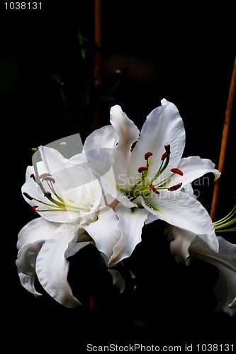 Image of White lily