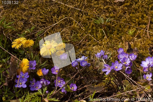 Image of spring flowers