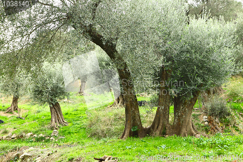 Image of Olive trees in Crete