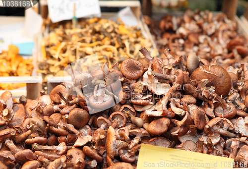 Image of Mushrooms at the Rialto market