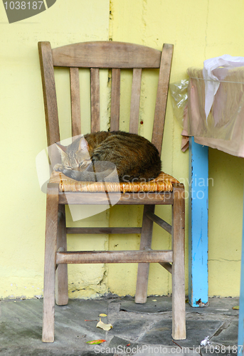 Image of Taverna cat