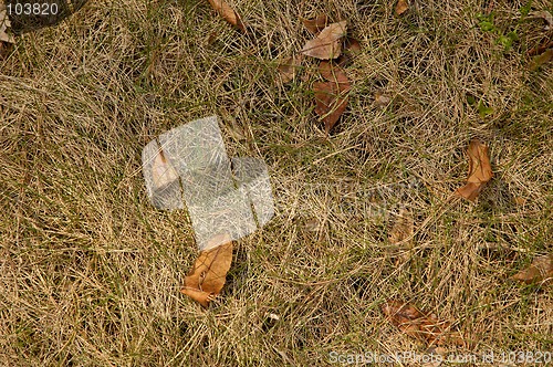 Image of Grass 8