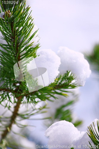 Image of Frost on Pine